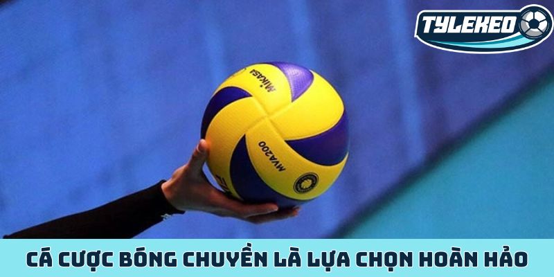 Cá cược bóng chuyền là lựa chọn hoàn hảo